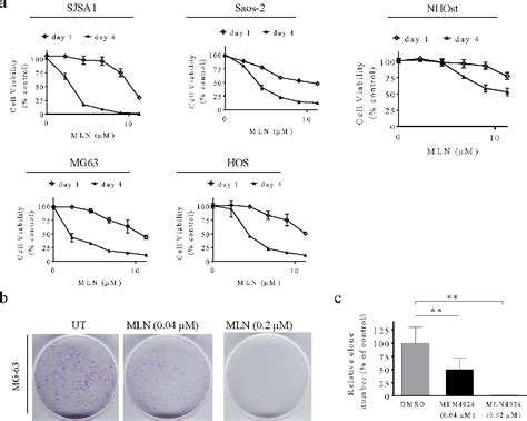 Figure 2 From MLN4924 Suppresses Neddylation And Induces Cell Cycle