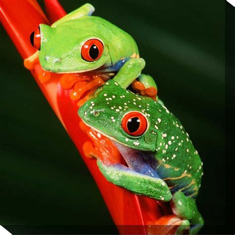 Cute Couple Weatherprint Art Red Eyed Tree Frog Tree Frogs Frog