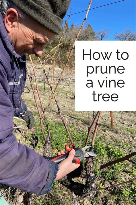 How To Prune A Vine Tree In Prune Vines Vineyard