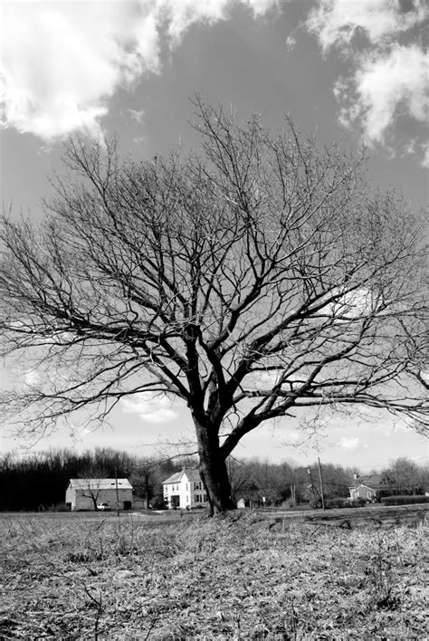 Black and White Tree Photography Print - Etsy