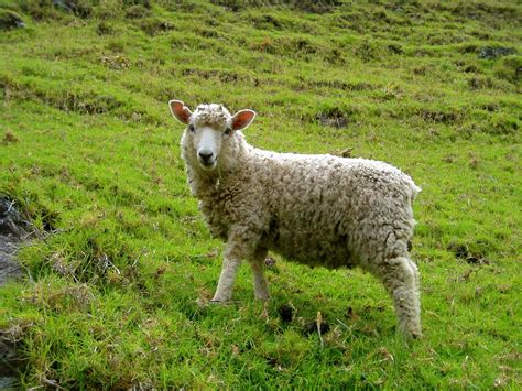 Free Stock Photo of Sheep in a Green Pasture