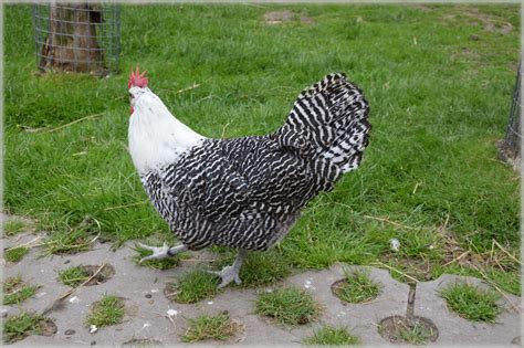 Chickens 13 Free Stock Photo - Public Domain Pictures