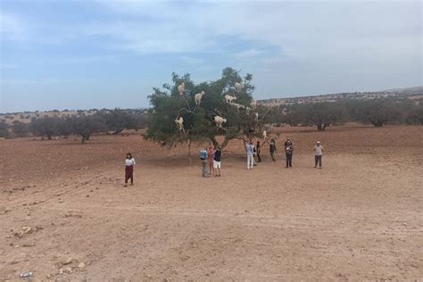 Essaouira Full Day Tour From Marrakech Discover Atlantic Coast S