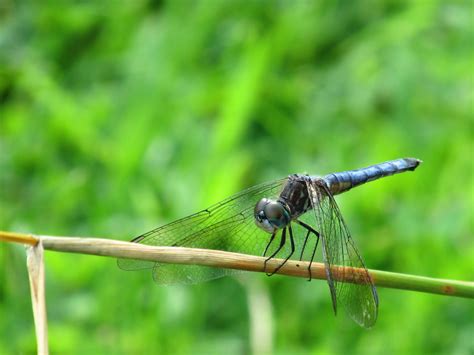 Free Images Nature Wing Summer Green Insect Bug Blue Fauna