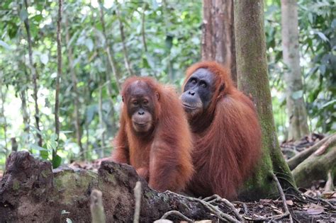 THE BEST Things to Do in Gunung Leuser National Park - 2023 (with Photos) - Tripadvisor