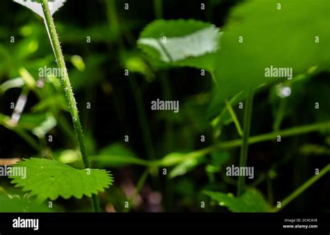 Cause Nettle Rash Common Stinging Hi Res Stock Photography And Images