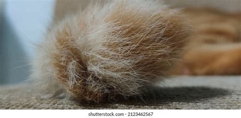 1 102 Up Close Photos Of Pussy Images Stock Photos Vectors