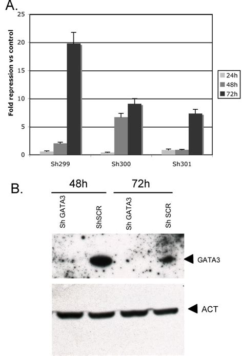 Silencing GATA3 expression in human keratinocytes transduced with the ... 