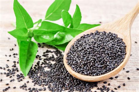 Orhan Impex Buy High Quality Basil Seeds For Export To Us India