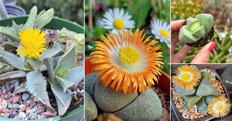 9 Gorgeous Pleiospilos nelii Varieties | Balcony Garden Web
