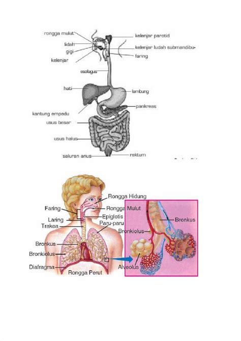 PDF Biologi 2 Docx DOKUMEN TIPS