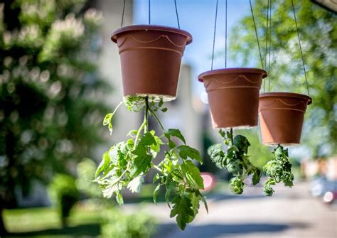 Best Tomato Plants To Grow Upside Down At June Goodrich Blog