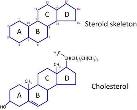 Lipids Biology Visionlearning