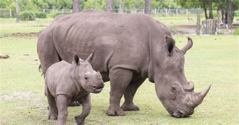 Gulf Breeze Zoo's baby white rhino Katana is first in 34-year history