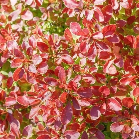 Барбарис Тунберга Досперадос (Berberis thunbergii Desperados) купить ...