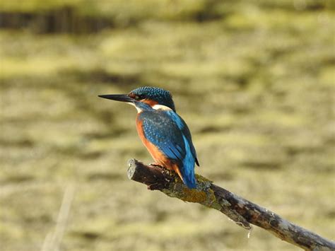 Kingfisher Alcedo Atthis At Rspb Lakenheath Fen Suffo Flickr