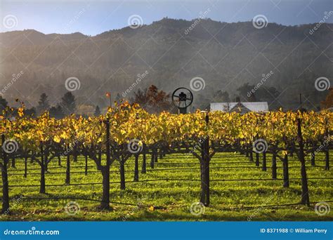 Fall Wine Vines Yellow Vineyards Napa Stock Photo - Image of grass ...