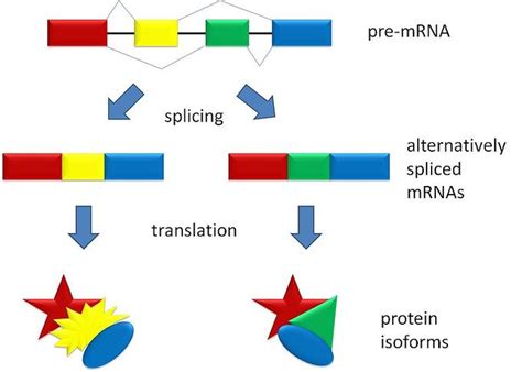 16.9: Eukaryotic Gene Regulation - RNA Splicing - Biology LibreTexts