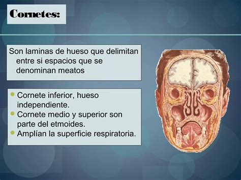 1 Anatomia De Las Fosas Y Senos Paranasales Otorrinolaringologia PPT