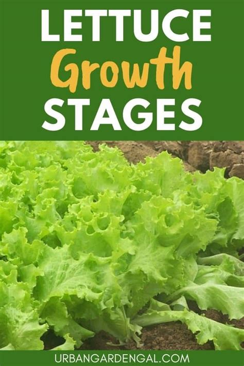 Lettuce Growth Stages - Urban Garden Gal