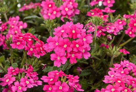 Verbena hybrida Verbena Vivid® | Green Fuse Botanicals Inc.