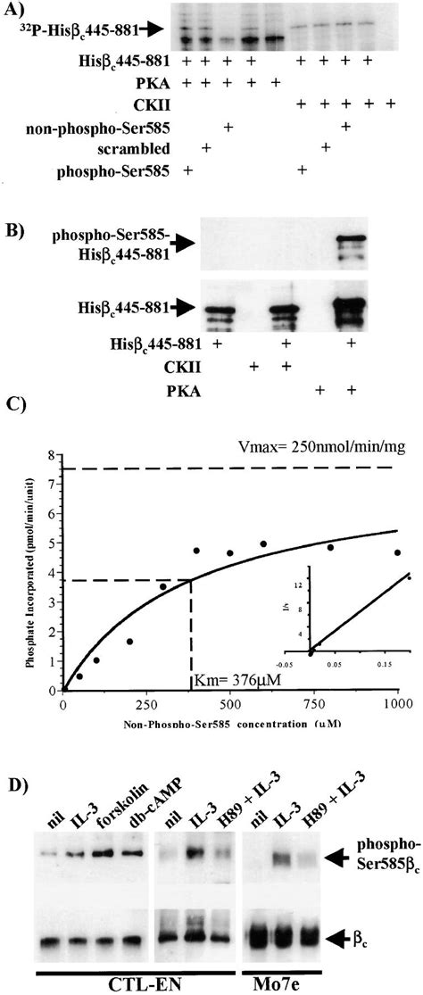 Site Specific Serine Phosphorylation Of The Il 3 Receptor Is Required