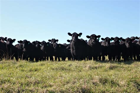 Understanding Stocking Rate Vs Stocking Density Panhandle Agriculture