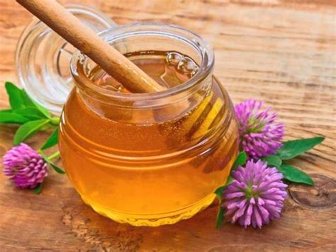 Клеверный мед: как выглядит и состав, полезные свойства и противопоказания