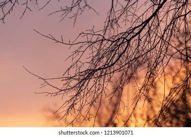 Hundred Naked Branches On Tree Against Sunset Sun Royalty Free Images Stock Photos