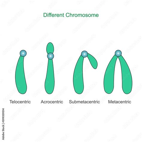 Type Of Chromosome Metacentric Submetacentric Acrocentric Telocentric Classification Of