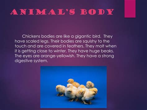 Ppt Chickens Powerpoint Presentation Free Download Id2627489