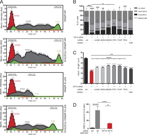 Aura Activity Mediates The Effects Of Kif14 Depletion On Primary Cilia Download Scientific