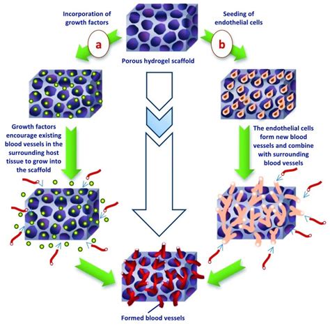 Vascularization Of Hydrogel Scaffold Completed By The Incorporation Of Download Scientific