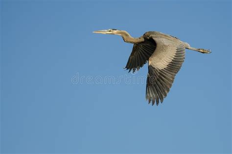 Vuelo De La Garza De Gran Azul En Un Cielo Azul Imagen De Archivo