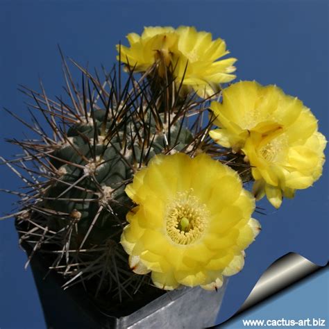 Acanthocalycium thionanthum – Wikipedia