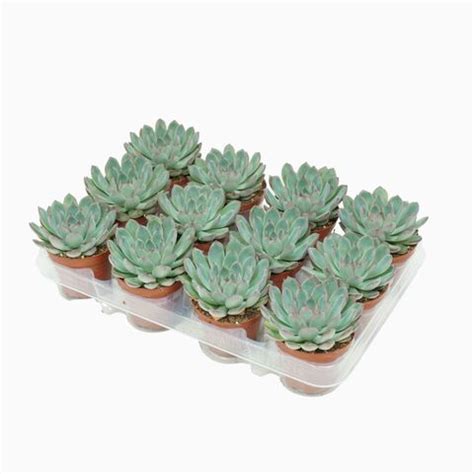 Echeveria Apus Bitkiler Toptan Satış FlorAccess