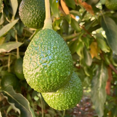 Lamb Hass Avocado Tree Tyler Farms