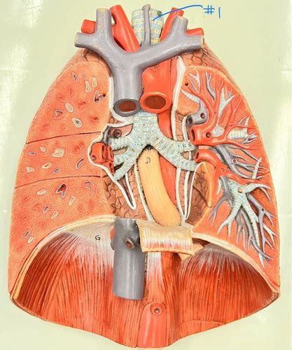 A P 2 Lab Exam 3 Lungs Flashcards Quizlet