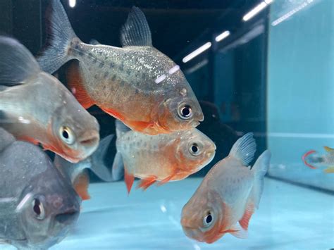red pacu rainforest fish