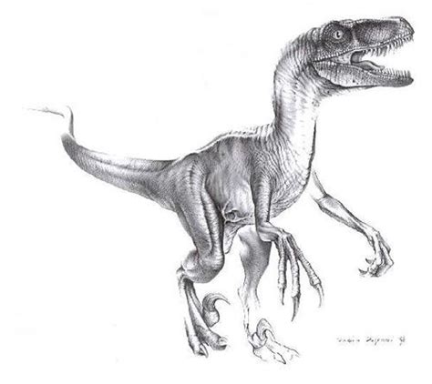 Velociraptor Mongoliensis Dinosaur Asian Dinosaurs Planet Dinosaur Dinosaur Sketch Dinosaur