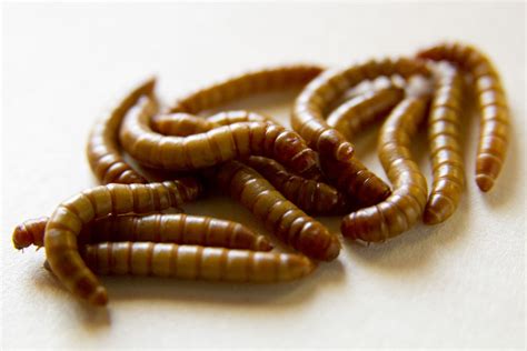 Yellow Mealworm Life Cycle - Your Insect Breeding Learning Centre