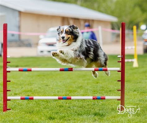 Should you set up a dog agility course in your backyard?