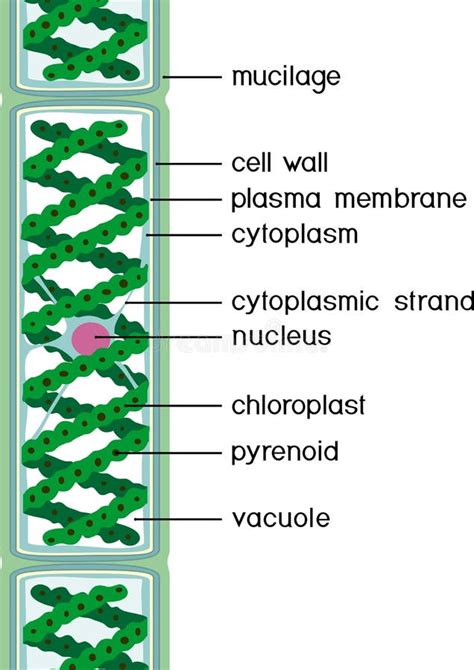 Structure of Spirogyra Charophyte Green Algae with Titles Stock Vector - Illustration of cell ...