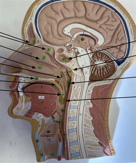 Ap Ii Lab Exam Sagittal Model Diagram Quizlet