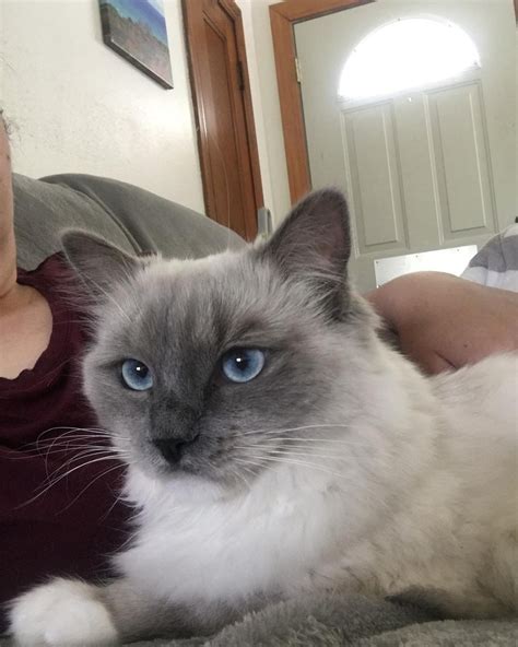 Ragdoll Cats For Sale Fenton Mi 307880 Petzlover