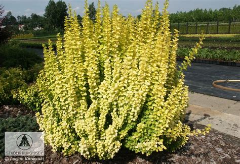 Berberis Thunbergii Maria Pbr