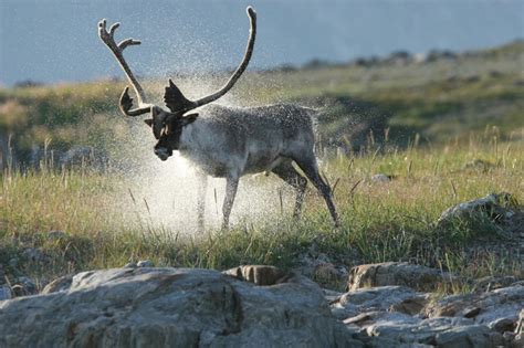 Wildlife Torngat Mountains National Park Labrador Canada Torngat