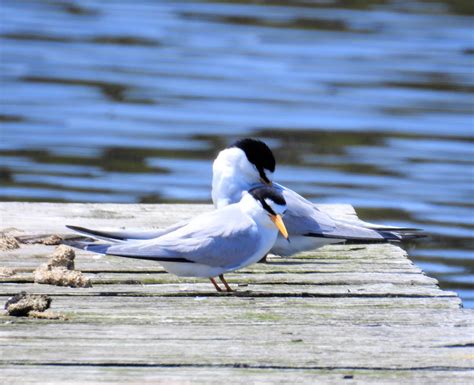 Least Terns – Renegade Expressions