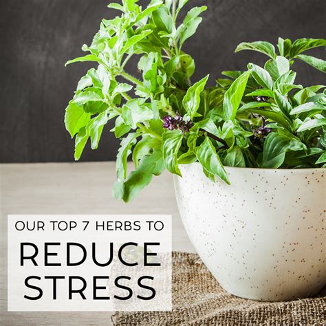 Our Top Herbs To Reduce Stress The Healthy Patch