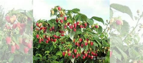 Малиновое дерево Таруса купить в Воронеже | Товары для дома и дачи | Авито